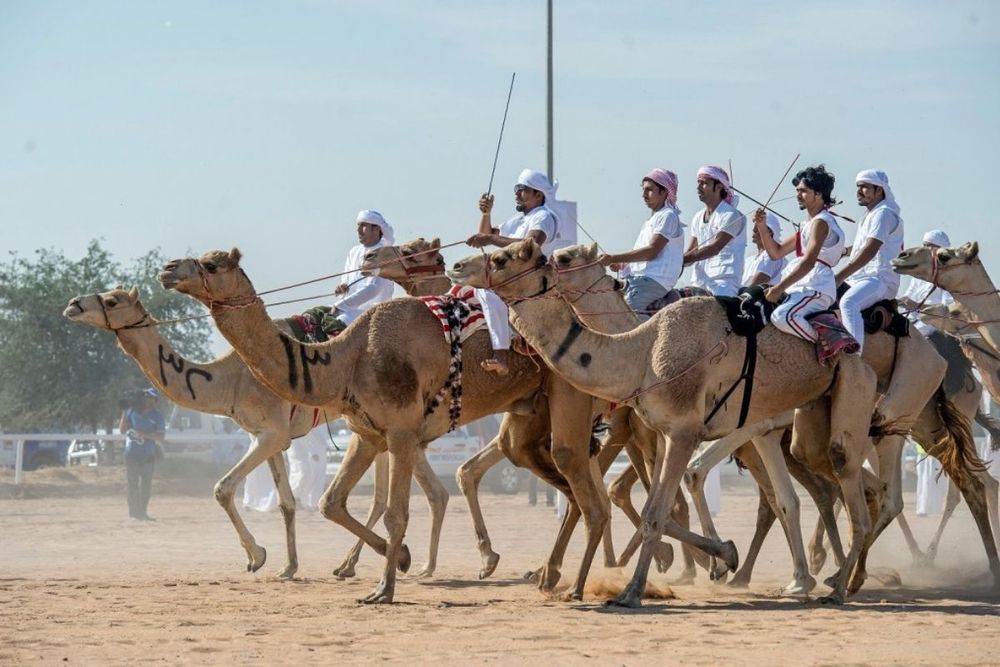 Registration is Now Open for the 11km National Day Camel Marathon