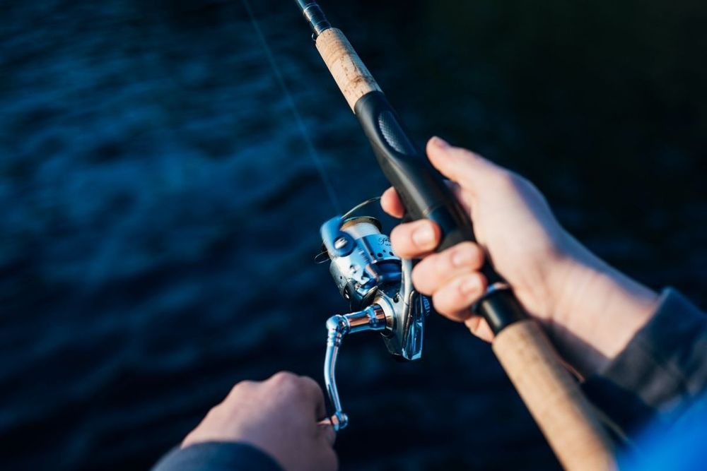 UAE bans fishing and trade of certain species of fish during breeding season