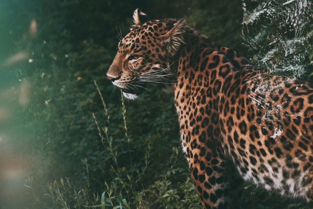 Dubai Police, municipality team up to enforce law on ‘Regulating Possession of Dangerous Animals’