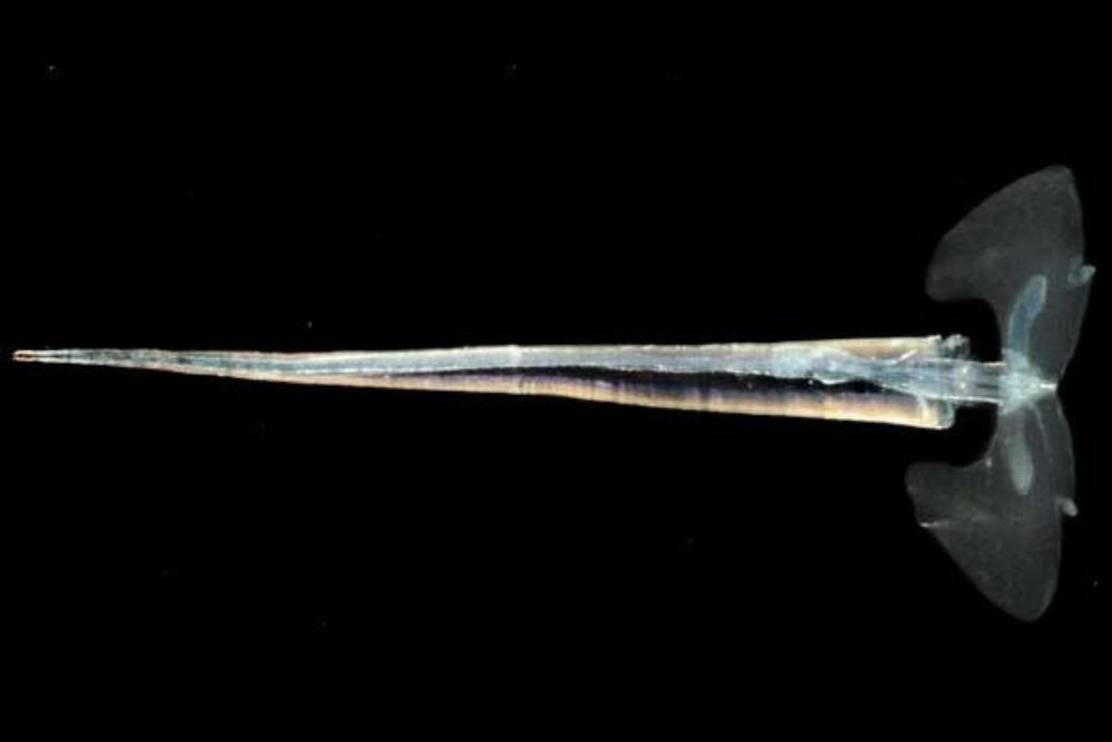 Marine Creatures spotted on emirate’s beaches are harmless: Dubai Municipality