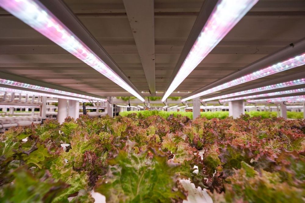NIP boosts local food production by offering Hydroponics Vertical Farming