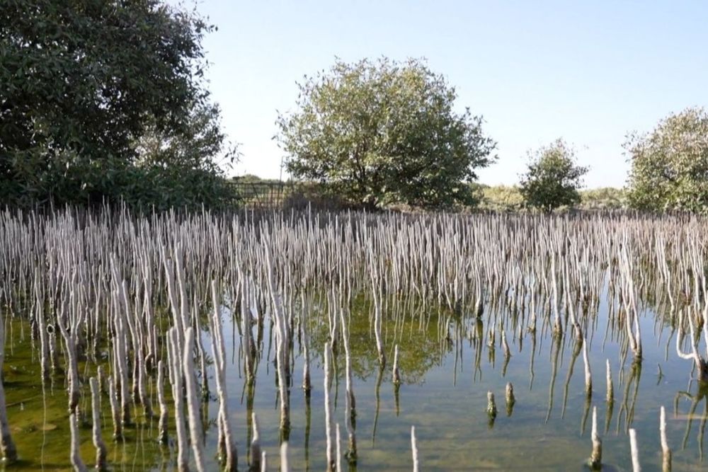 Dubai Municipality to plant mangrove trees in Dubai’s Natural Reserves