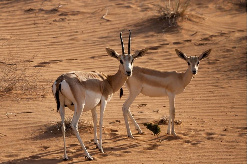 World Wildlife Day: Emirates and Dubai Desert Conservation Reserve's efforts to support desert ecosystems