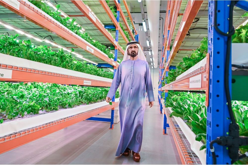 Ruler of Dubai tours world’s largest vertical hydroponic farm in Dubai