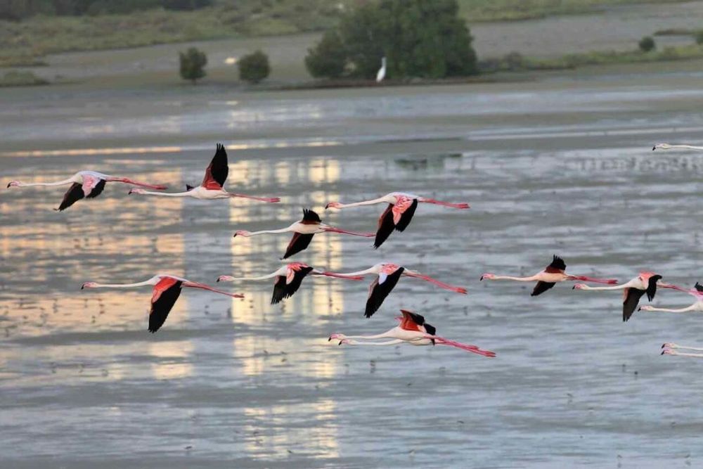 Dubai Municipality launches digital platform displaying relevant info & services offered at Dubai’s 8 nature reserves