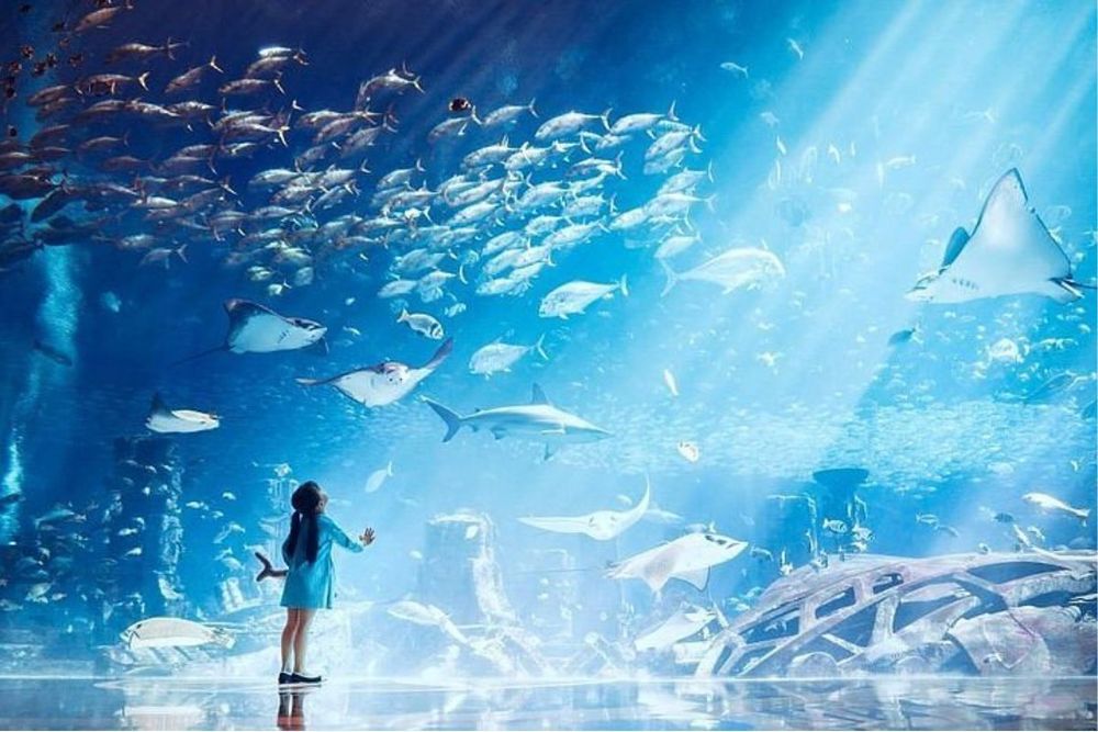 A Guide to Uncovering the Lost Chambers Aquarium Dubai