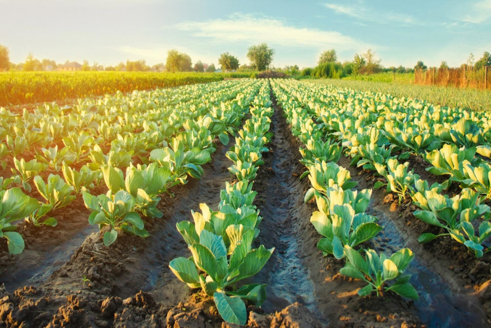 Ministry of Climate Change launches Food and Agriculture Entrepreneurs Programme