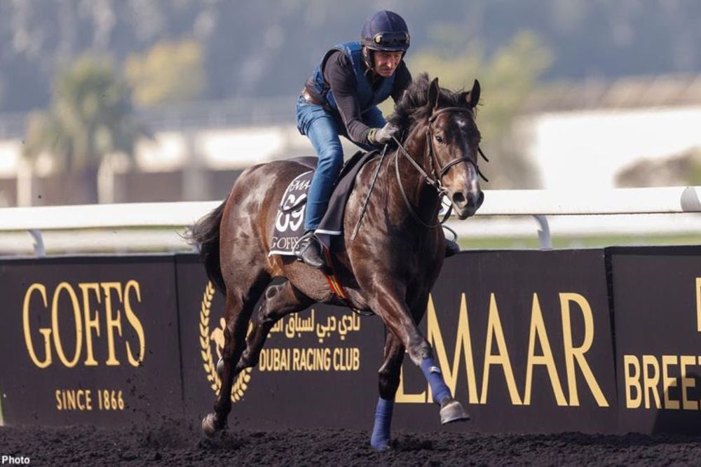 Dubai Racing Club to host 2nd Dubai Breeze-Up Sale in 2023