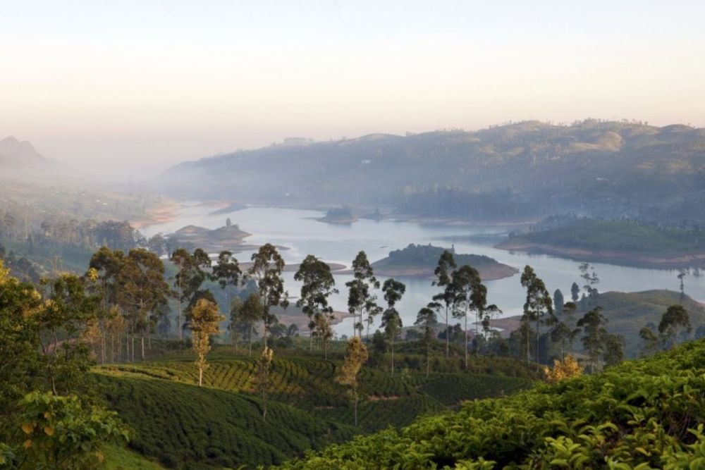 Emirates Skywards members can now bid for exclusive tea-inspired experiences with Dilmah Tea