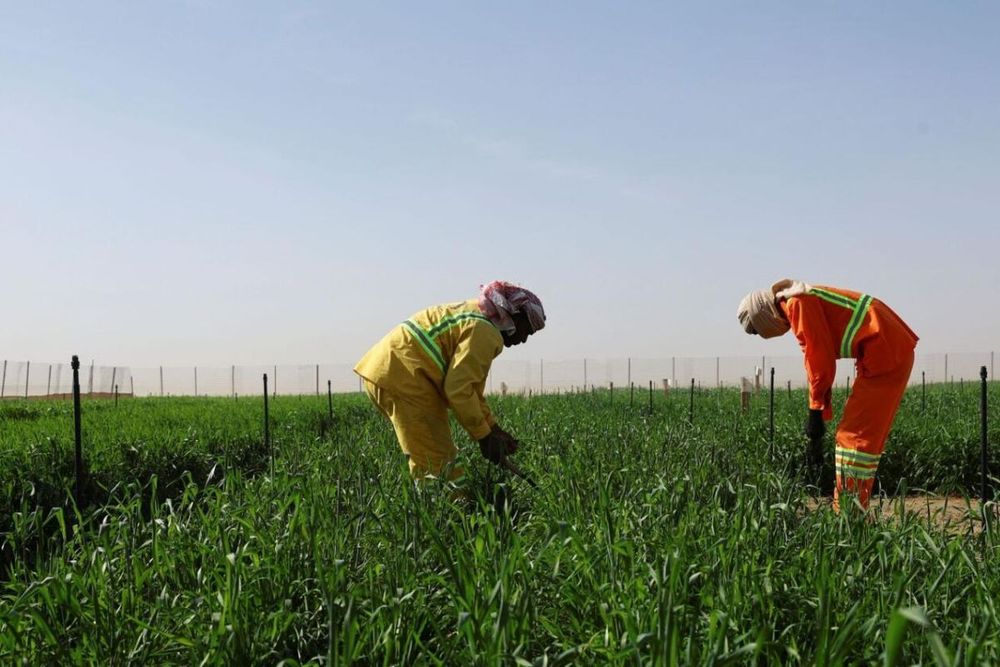 UAE has achieved the highest ranking for food security in the Middle East and Africa region