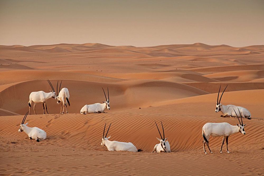 Dubai Desert Conservation Reserve - Protected Natural Habitat