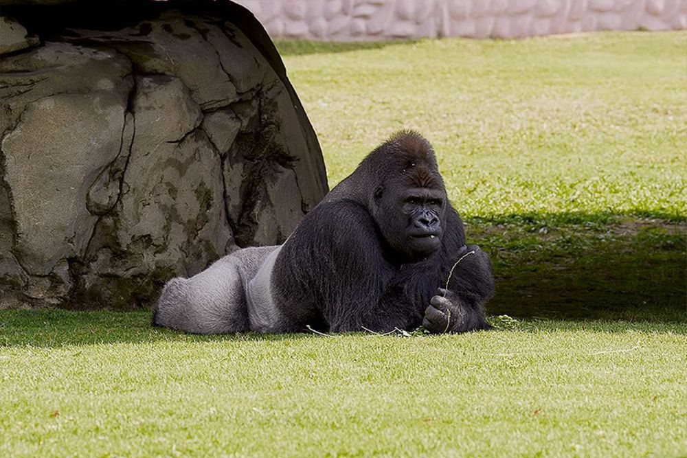 Dubai Safari Park announces temporary closure