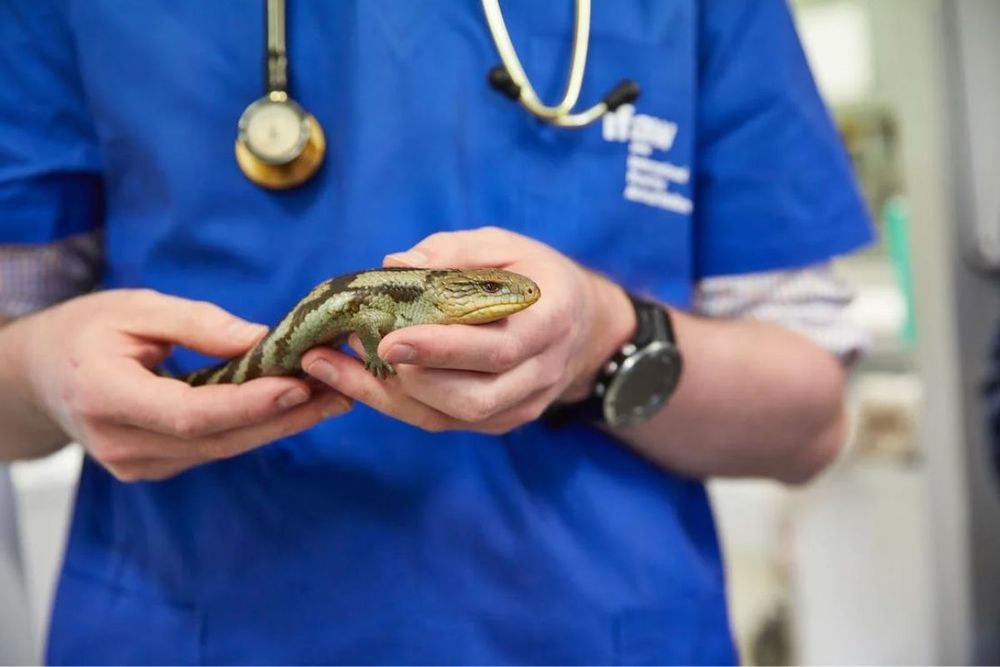 Protecting and Preserving Nature's Treasures: Best Wildlife Rescue Centres in Dubai