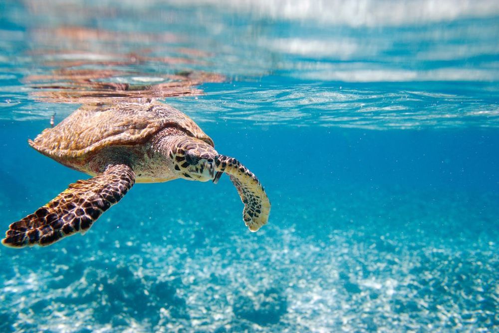 Diving into the Depths: Best Spots In Dubai To Witness Marine Life