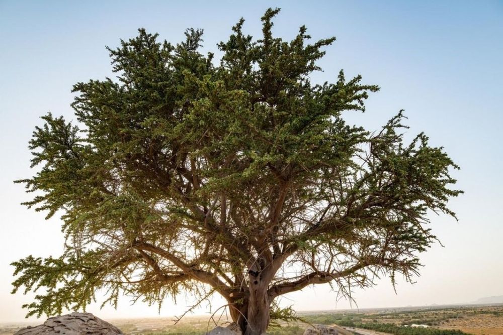 UAE: Want to plant a tree? Open a bank account