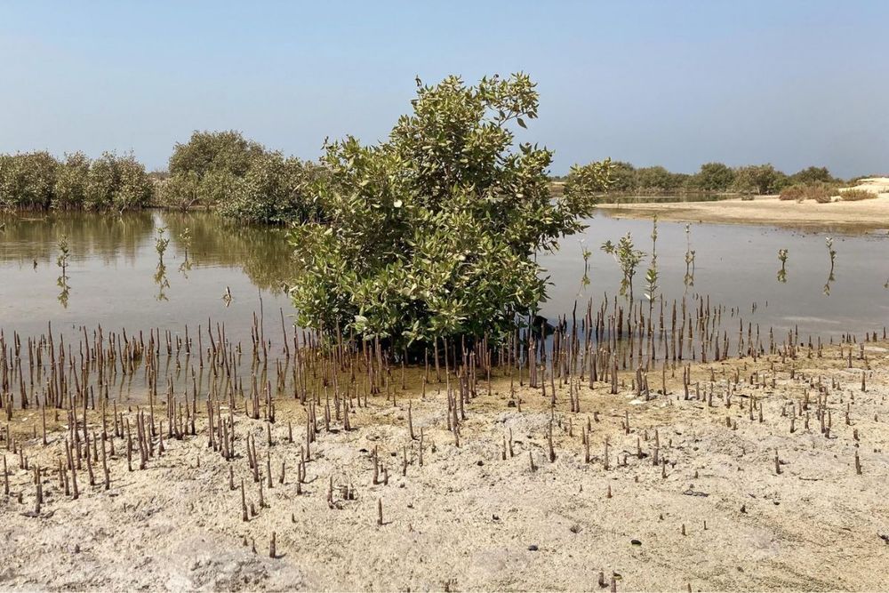 UAE committed to protecting mangroves, enhancing their natural habitats