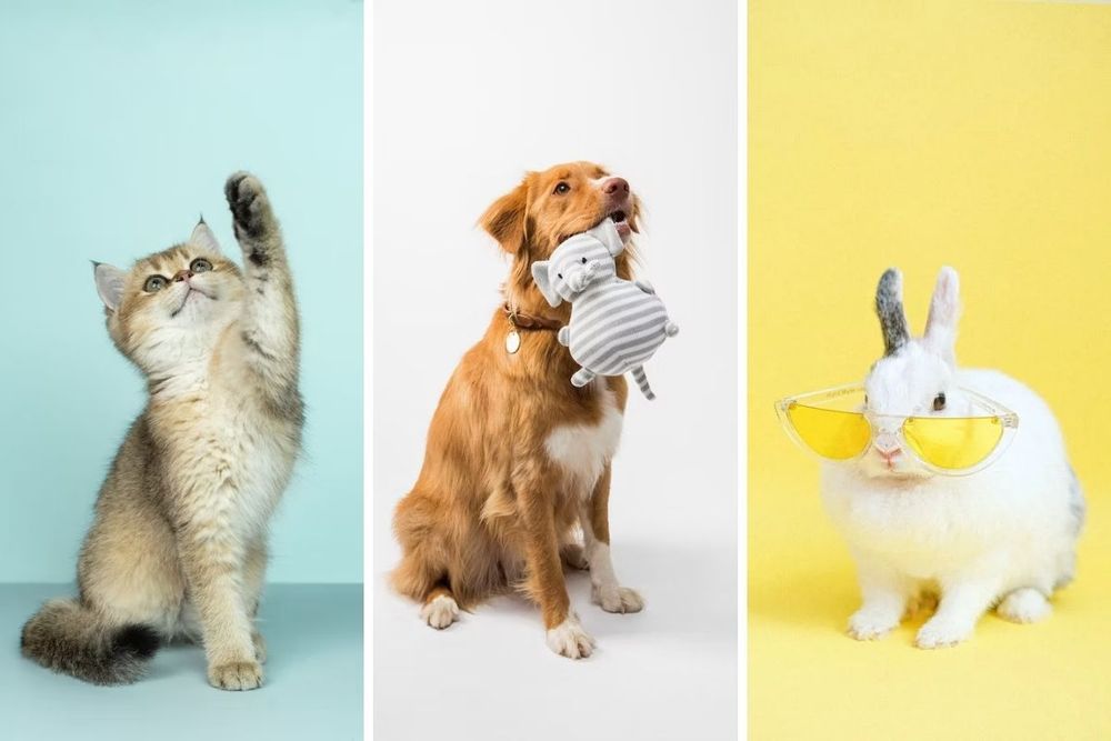 Dubai's Pet Paradise: Boarding Facilities that Your Pets Will Love