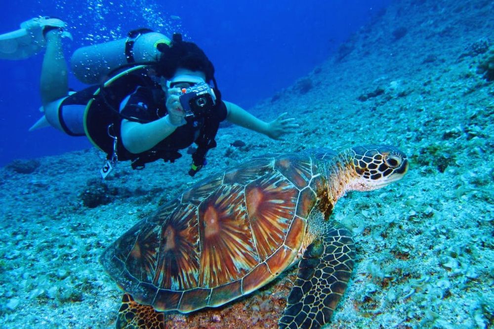 Exploring the UAE’s Underwater World: Diving Adventures in the Gulf