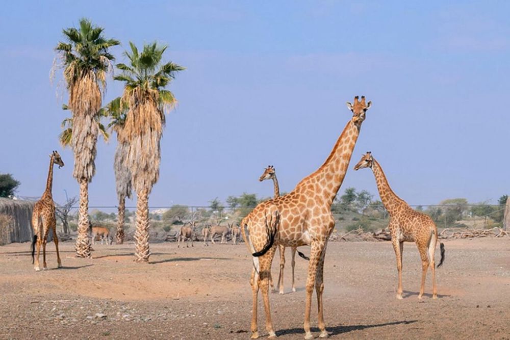 UAE: Discover 10 Fascinating Spots for Cool Animal Encounters, Including Breakfast with Giraffes!