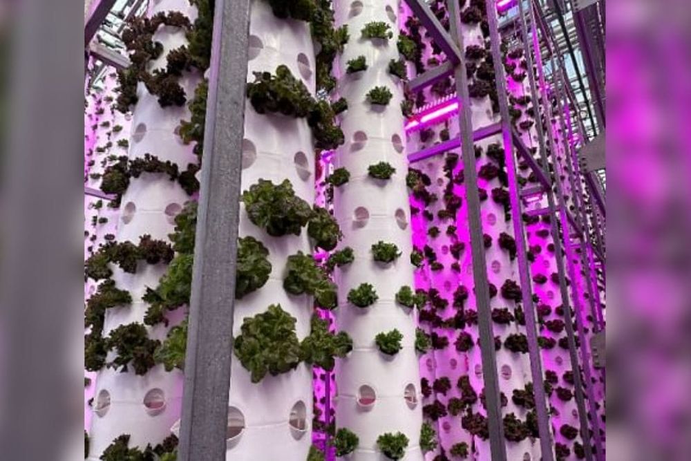 Sokovo Inaugurates Vertical Farm at Dubai Industrial City to Bolster National Food Security Agenda