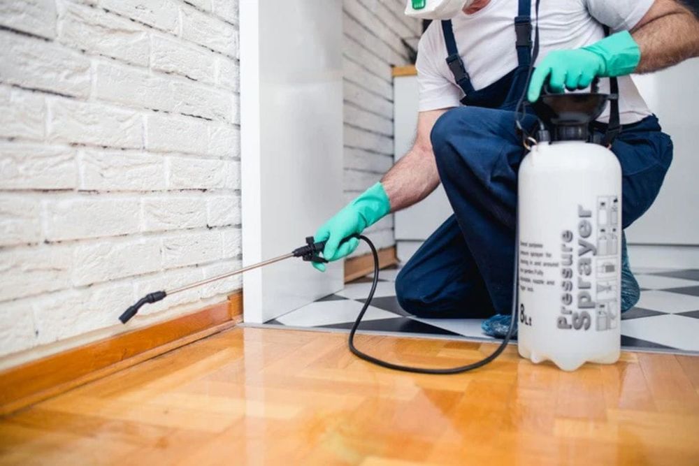 Top Companies for Pest Control in Dubai