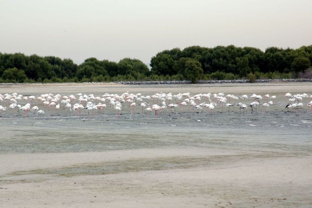 Dubai Thrives as a Biodiversity Hotspot Despite the Desert Environment
