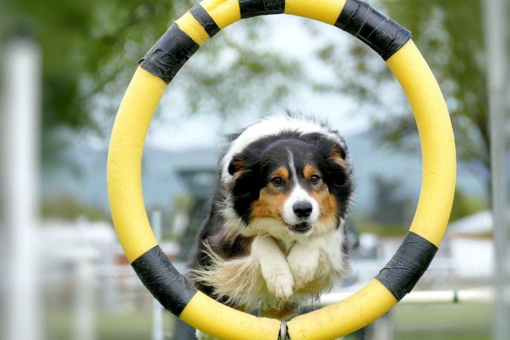 Dog Training in Dubai: Doggies Palace, Dogwalk & More