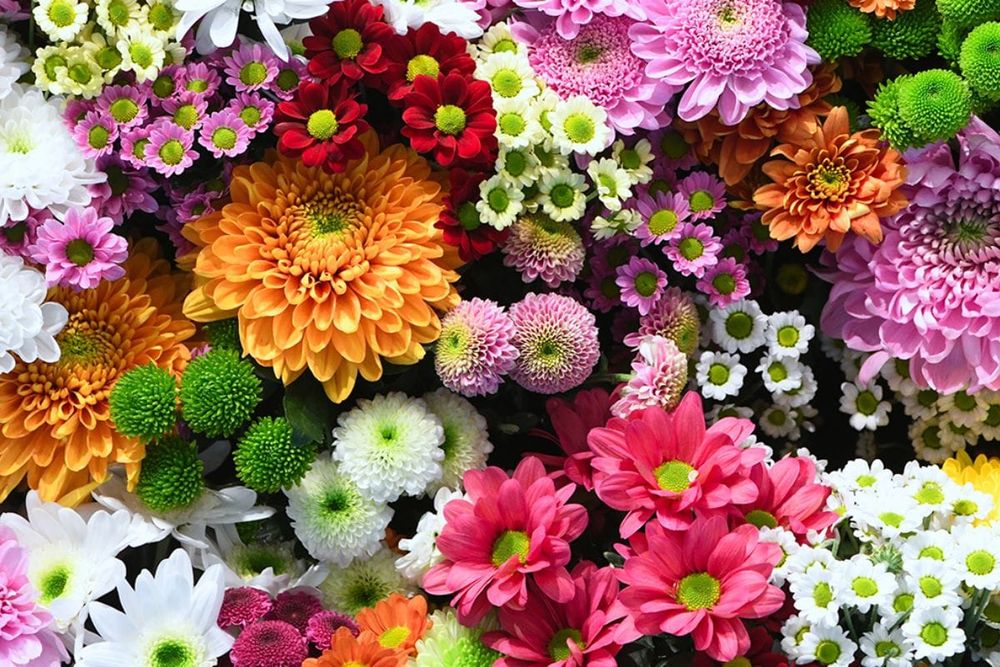 Floral Fantasy: Where to Buy the Freshest Flowers in Dubai