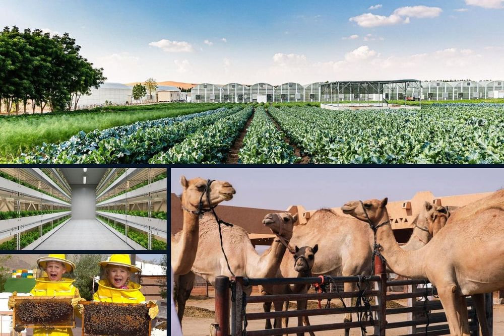 Top Farms to Visit in the UAE