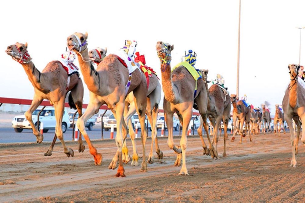 Al Marmoom Heritage Festival 2024 to Begin on March 13