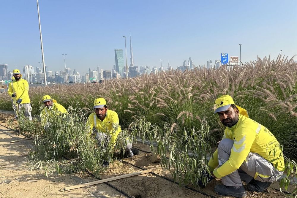 Dubai Municipality Undertakes a New Agricultural Beautification Project