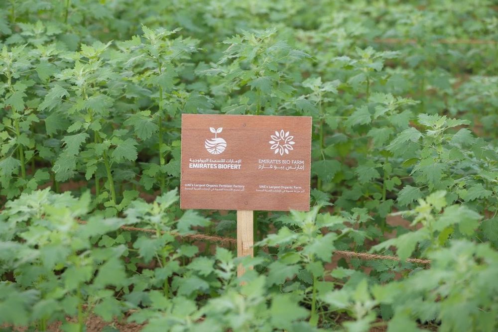 Expo City Farm to Host Inaugural Harvest Festival on April 27