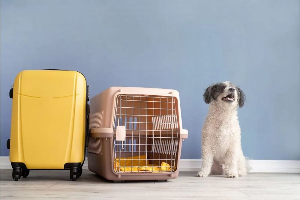 Pet Relocation to Dubai: Laws, Processes, Charges & More