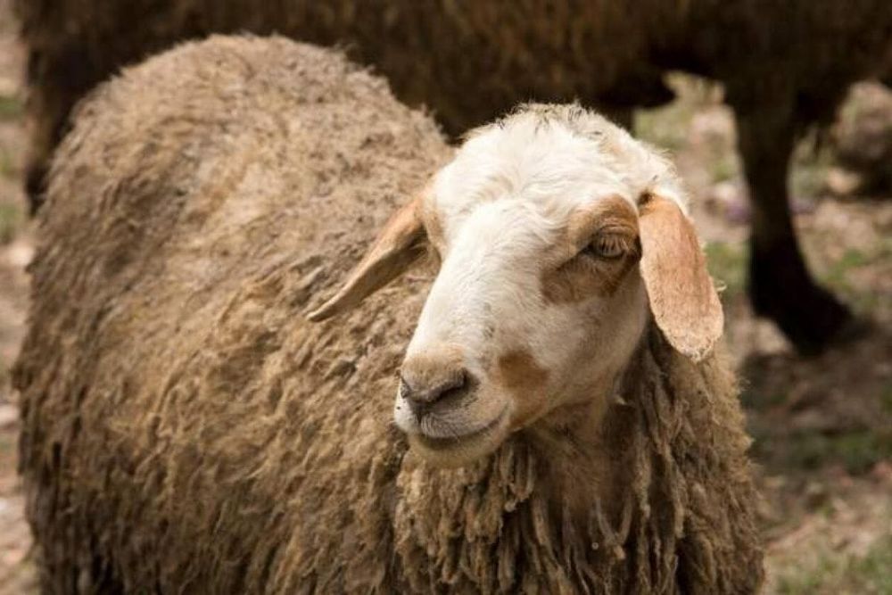 UAE: Pre-Order Eid Sacrificial Animals via Careem and Noon for Doorstep Delivery