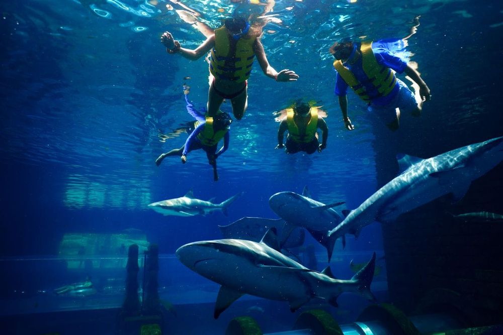 Fin-tastic Fun Awaits During AquaVenture’s Summer of Sharks Celebrating the UAE’s Native Species