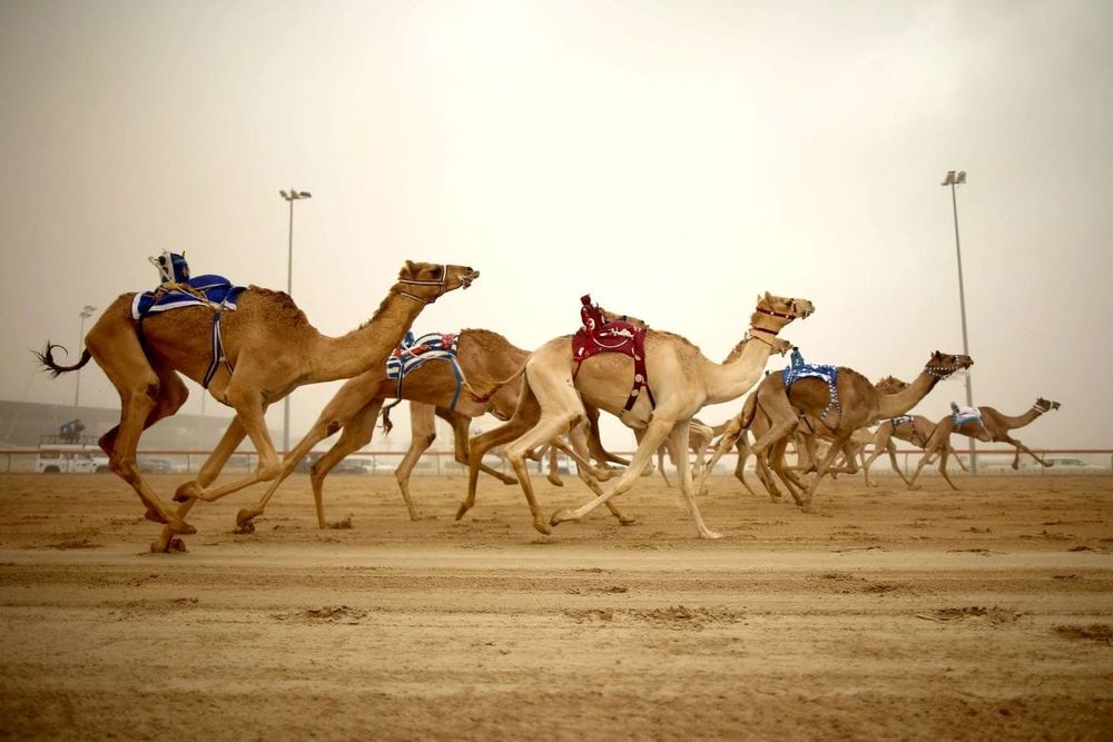 National Day Camel Marathon Kicks Off with Preliminary Races at Al Marmoom Race Track