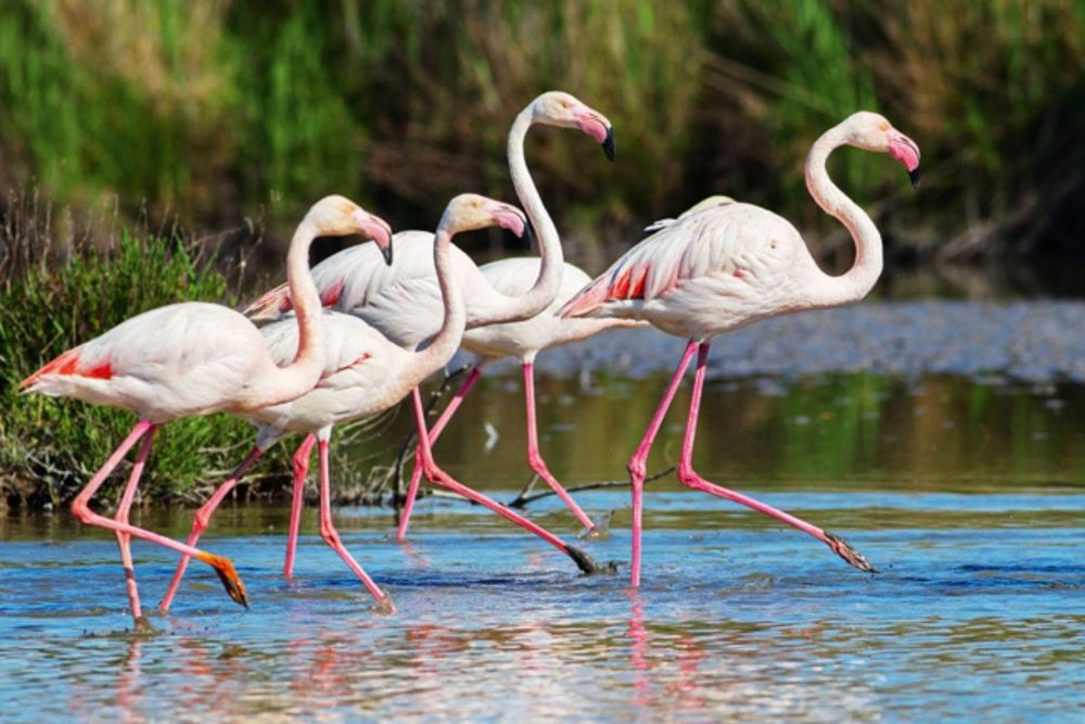 Flamingos, Mangroves & More: Top Wetlands You Need to Visit in the UAE