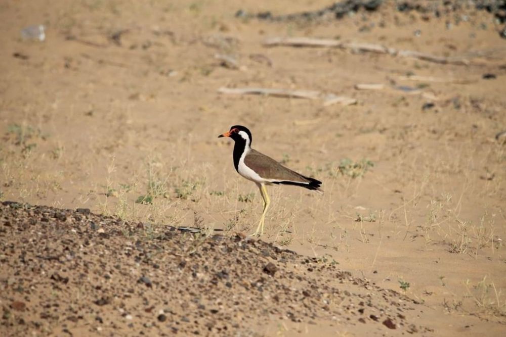 Al Wohoosh Desert Reserve Highlights Dubai’s Rich Biodiversity Beyond Size