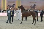 Dubai International Arabian Horse Championship Opens with Strong Global Participation