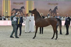 Dubai International Arabian Horse Championship Opens with Strong Global Participation