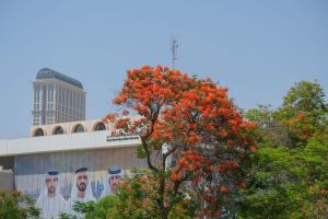 Hamdan bin Mohammed Directs Major Expansion of Flame Tree Planting Across Dubai