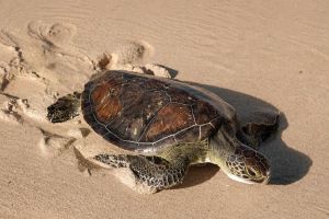 Jumeirah Releases 23 Rehabilitated Sea Turtles Into the Arabian Gulf on World Sea Turtle Day