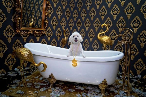Dubai’s Selfie Museum Now Open To Pets