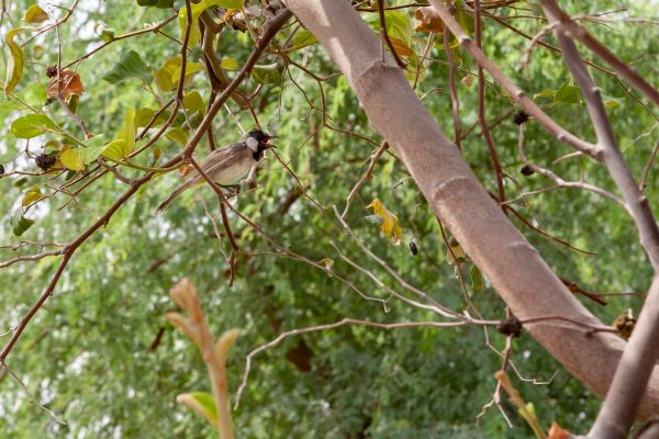 ‘Sustainable City’ deploys monitoring equipment to measure biodiversity impact