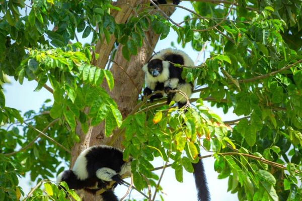 Dubai Safari Park reopens its doors to the public