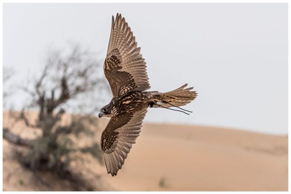 New Season of Falconry Championships To Soar High in New Year