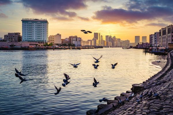 AED200 fine for feeding birds in Dubai