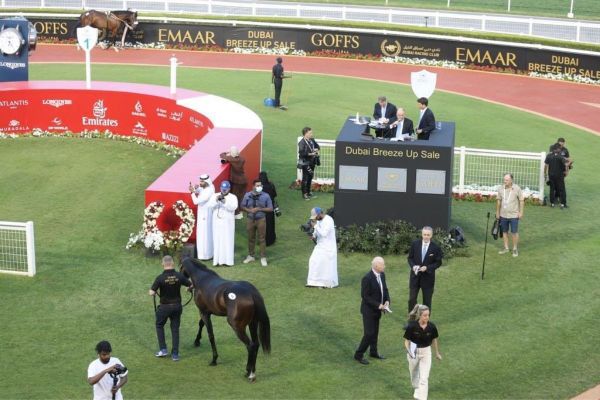 Dubai Breeze-up Sale earns approximately AED31.6 million worth of sales