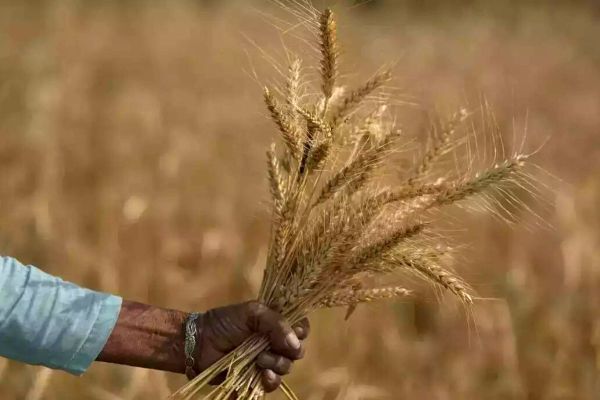 Ministry of Economy halts Indian wheat exports for 4 months