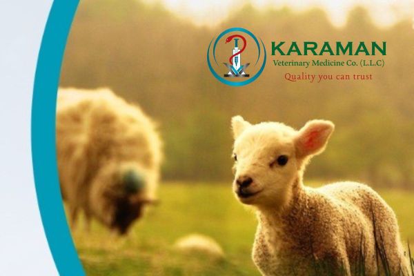 Interview with Karaman Veterinary Medicines, leading distributor of Veterinary Pharmaceutical Medicines